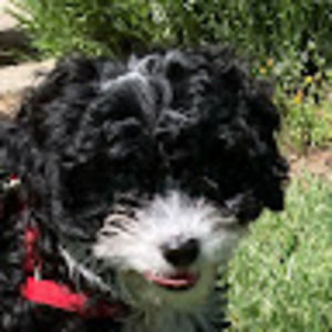 Meet your Posher, Serenity